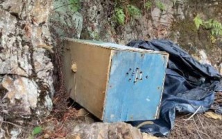 怎样吸引侦查蜂，自然分蜂期和迁飞高发期适合诱蜂