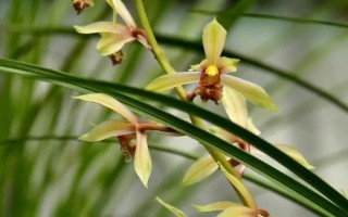 兰花如何养殖，在生长期每隔1周施加一次稀薄的液肥