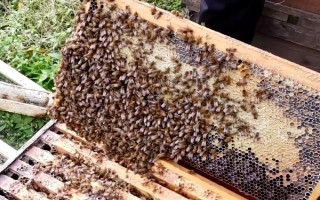 弱群怎样养成强群，保证适宜的环境、气候、蜜源等