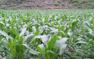 九圣禾516玉米品种的特性，密度5000株/亩左右