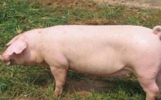 二元母猪能与什么公猪配，杜洛克是很好的选择