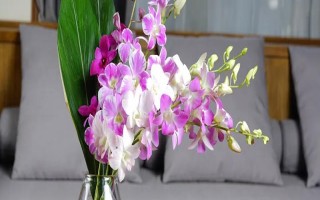 父亲节适合送什么花,可以选择石斛兰、向日葵等