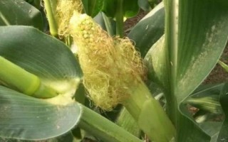 玉米苞叶短的原因，水分和天气都是关键因素