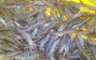 虾对水质的要求，不同品种对酸碱值的要求有区别