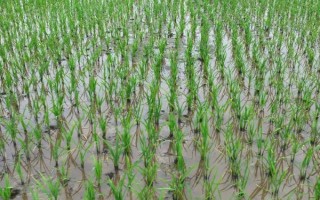 水稻插秧后的田间管理方法，大苗移栽后可以灌深一些水