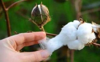 冀航8号棉花种简介,转基因抗虫常规棉品种