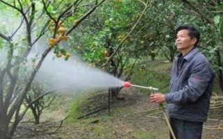 李子苗的价格，通常在1-3元左右一棵