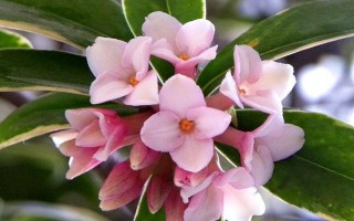 瑞香长粗的方法，需要在花期后进行修剪