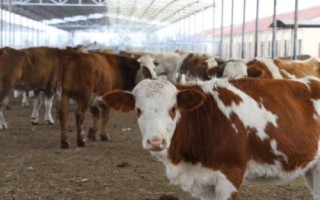 肉牛的食欲差怎么办，第一反应就应该是驱虫