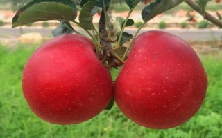 响富苹果品种简介，其优质果率高达90%以上