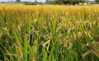 吉丰优108水稻种简介,全生育期121.5天