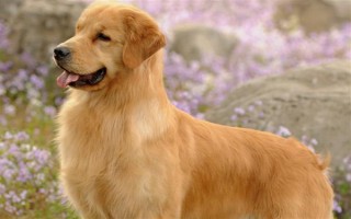 纯种金毛的特征，眼睛呈深棕色、头骨较宽微呈拱形