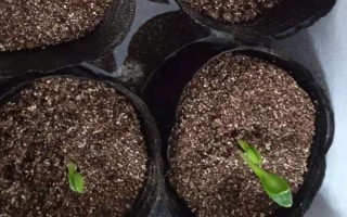洋蓟如何种植,定植时控制好株距行距