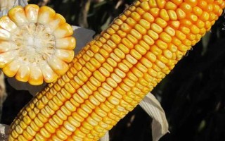 天农九玉米种简介，平均生育期125天