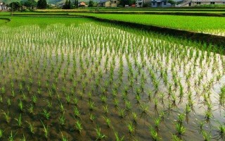 庆林338水稻品种简介,穗瘟表现中抗