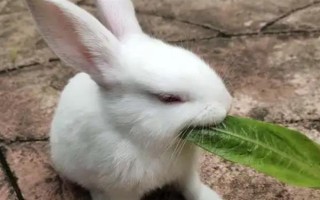 兔子多大才能繁殖,性成熟年龄与品种有关