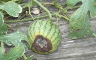 打瓜疫病的发病症状，茎基部发病初呈水渍状斑点