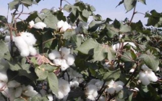 K7棉花种简介,生育期137天
