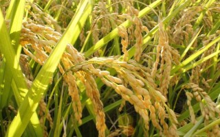 Ⅱ优505水稻种子特点,6月20日前播种