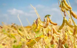 东豆50大豆品种的特性,辽宁省春播生育期122天左右