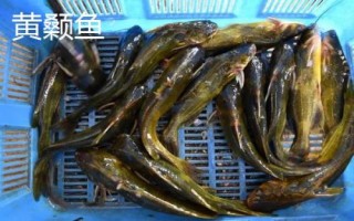 7号丸世朝天钩可以钓多少斤的鱼,3-4斤的鱼种均可垂钓