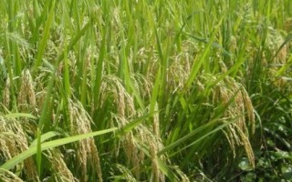钢两优978水稻种简介,该品种株型适中
