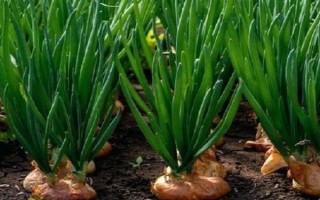 洋葱的移栽技术，在定植前4-5天铺地