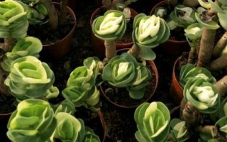 金钱木叶片发黄怎么处理,夏季可转移至半阴环境中养护