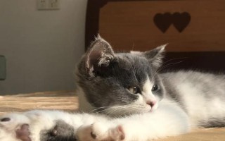 猫咪哪些呕吐情况较常见，主要有以下6种