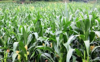 陕单622玉米品种的特性,生育期121.0天