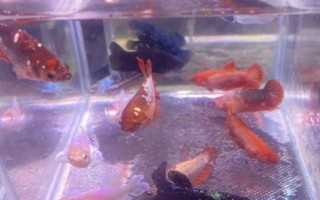 鲤鱼的繁殖期，在春季4-5月份繁殖