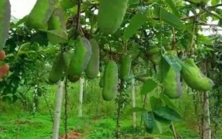 八月瓜怎么种植，一般在8-9月份播种