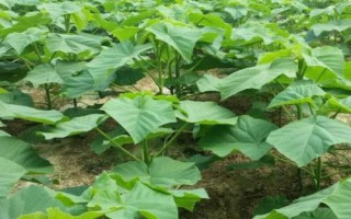 怎么防治泡桐苗木的常见病虫害,需根据实际情况采取针对性措施