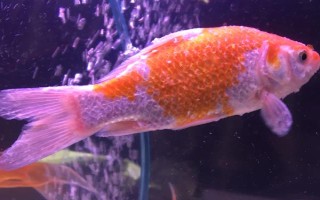 小金鱼身上白色的东西是什么,可能是得了白点病或者水霉病
