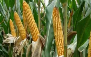 德利农988玉米的特征特性，熟期比郑单958晚1天