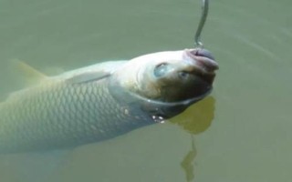 钓草鱼能用玉米吗,钓底和钓浮都可以
