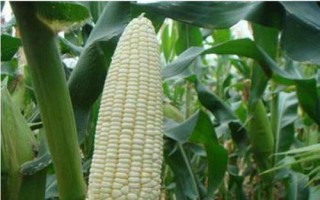 千松1507玉米品种简介，中抗穗腐病