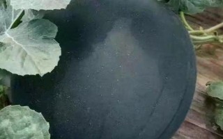 无籽西瓜运用了哪些技术,运用了人工诱导多倍体的技术