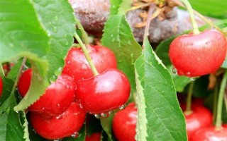 大樱桃怎么二次摘心，在首次采摘樱桃之后的半个月进行