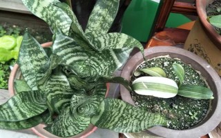 虎耳兰的种植方法，生长期间让土壤保持湿润