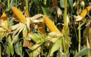 黑蒙1225玉米种子简介,4月下旬至5月上旬播种