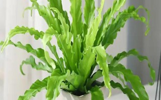 鸟巢蕨有哪些主要品种，有湾鸟巢蕨、羽叶鸟巢蕨等