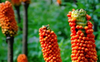 魔芋简介，属于一种类似芋头的食物