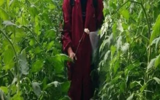 蔬菜上禁止施用哪些农药,这几类坚决不能用