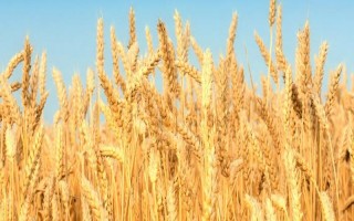 洛旱17小麦品种的特性，最佳播期10月10日左右