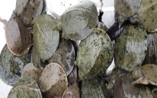 黄沙鳖苗的价格,价格受产地、规格等影响