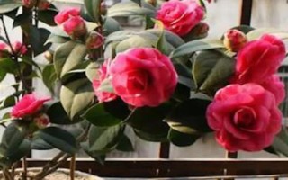 室内可以养殖茶花吗,可以养殖但要注意管理