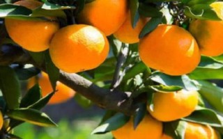 柑橘的晚熟品种，常见的有不知火、春见、大雅柑、明日见等