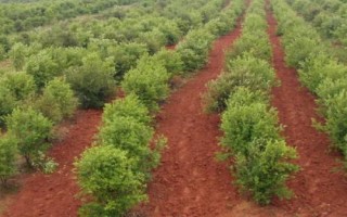 油茶树的价格和种植前景，衍生品可应用于多个领域