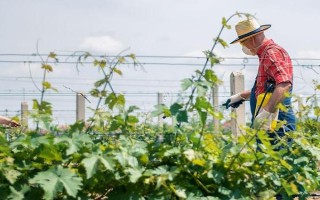 葡萄毛毡病的发生特点，叶片上会出现苍白色病斑